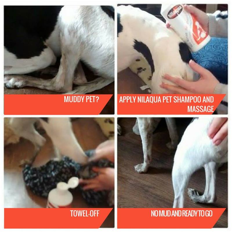 Ivy Using Nilaqua Pet