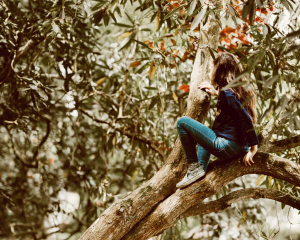 An image of a child climbing a tree