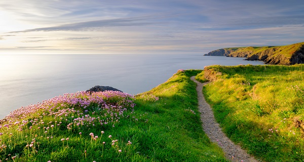 Ceibwr Bay, UK - May 22, 2019:  Spring evening light on the coastal path and Sea Pinks in Ceibwr Bay, Pemroke, Wales, UK